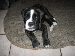 boxer štěňátka